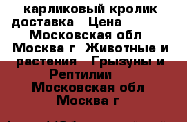 карликовый кролик доставка › Цена ­ 1 000 - Московская обл., Москва г. Животные и растения » Грызуны и Рептилии   . Московская обл.,Москва г.